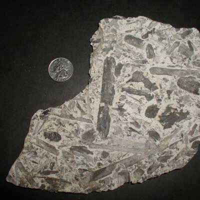 Fossil