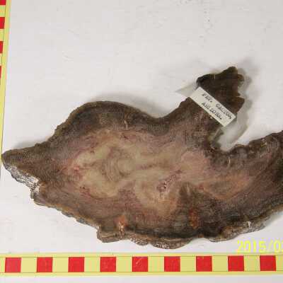 Fossilized Plant