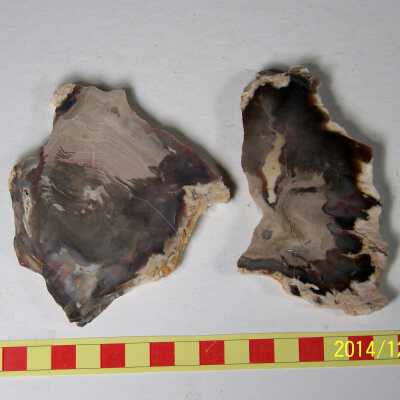 Fossilized Plant