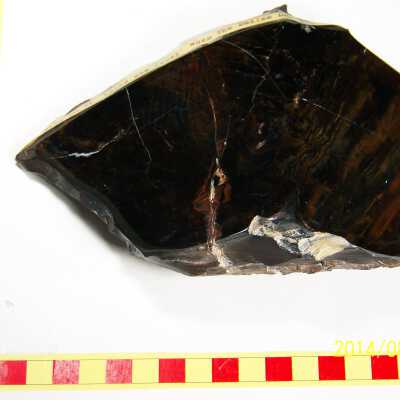 Fossilized Plant
