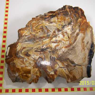 Fossilized Plant