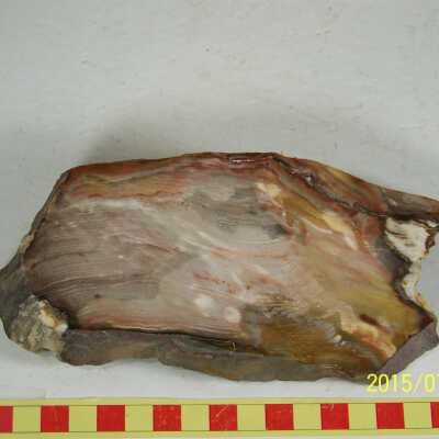 Fossilized Plant