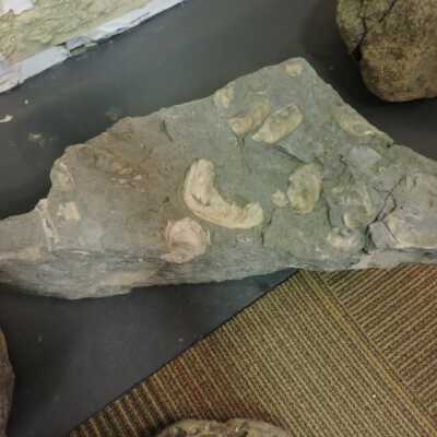 Shale