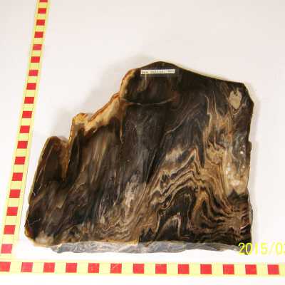Fossilized Plant