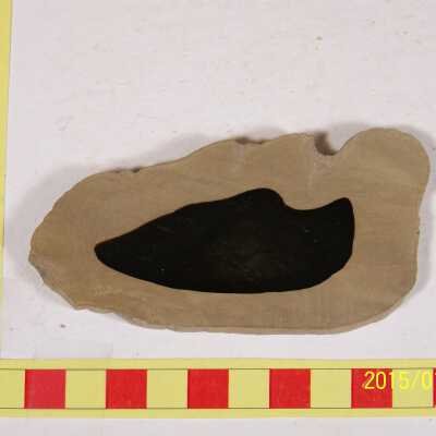 Fossilized Plant