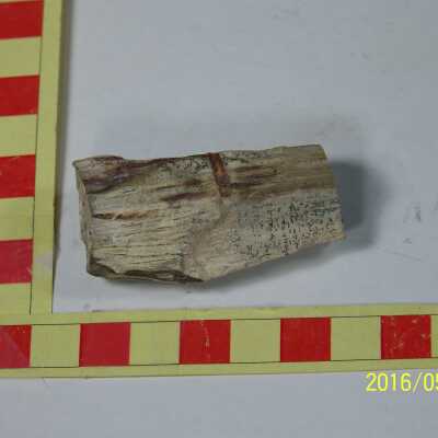 Fossilized Plant