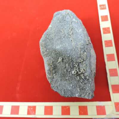 Brachiopod