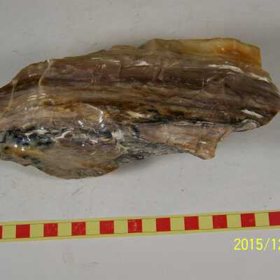 Fossilized Plant