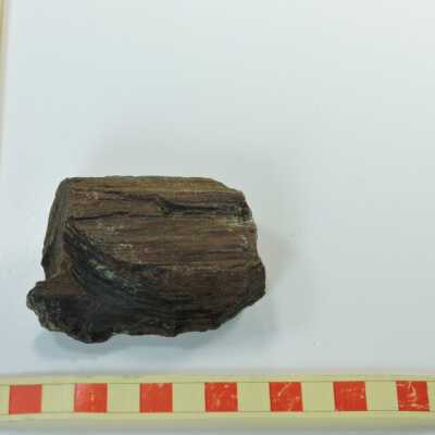 Petrified Wood