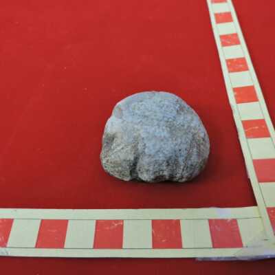 Brachiopod
