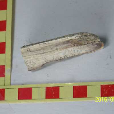 Fossilized Plant