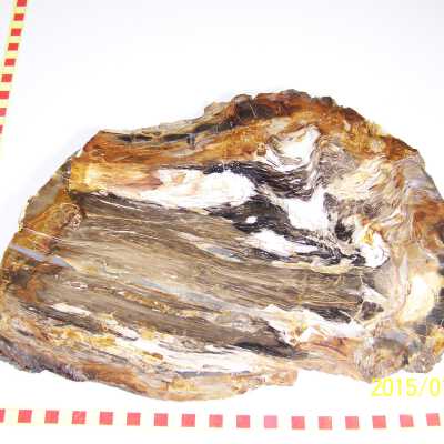 Fossilized Plant