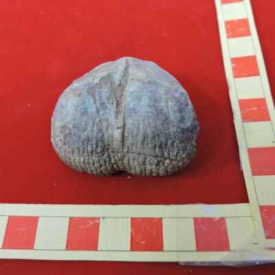 Brachiopod