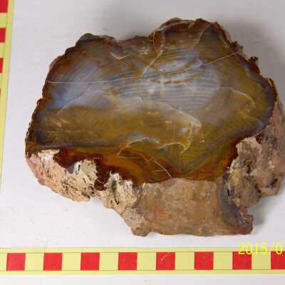 Fossilized Plant