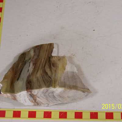 Fossilized Plant