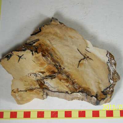Fossilized Plant