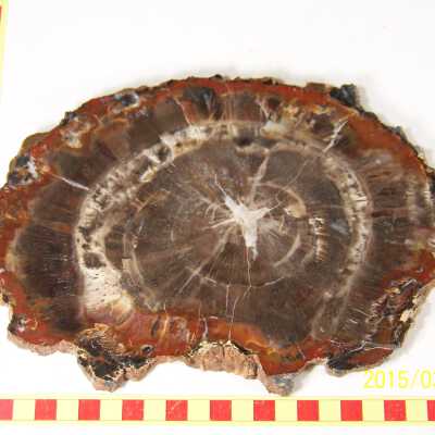 Fossilized Plant