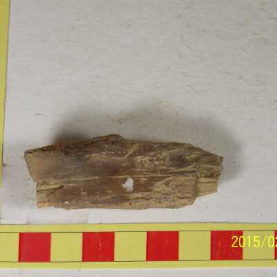 Fossilized Plant