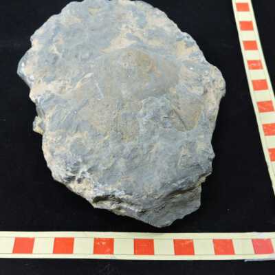 Ammonite