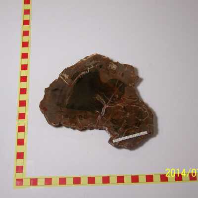 Fossilized Plant