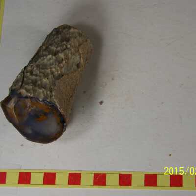 Fossilized Plant