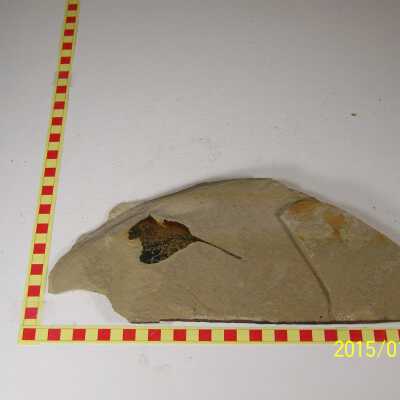 Fossilized Plant