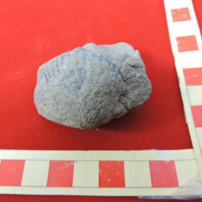 Brachiopod