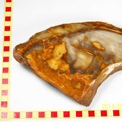 Fossilized Plant
