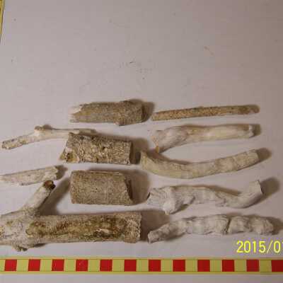 Fossilized Plant