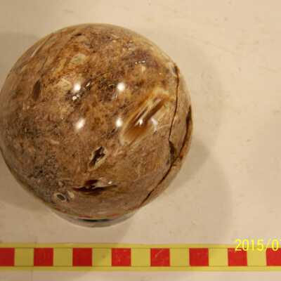 Fossilized Plant