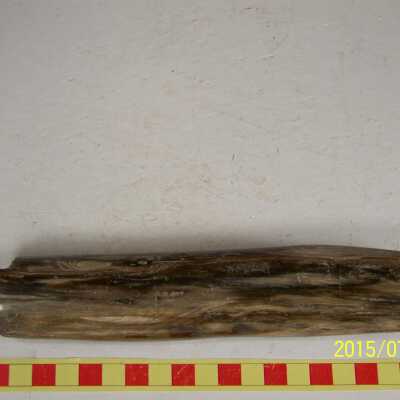Fossilized Plant
