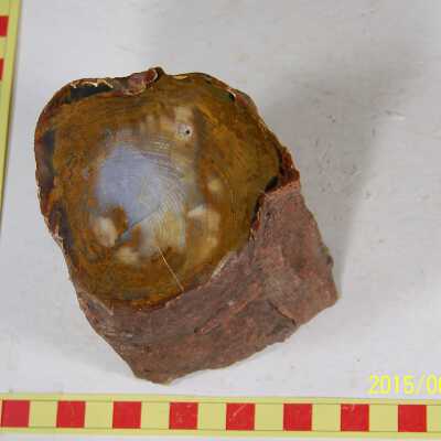 Fossilized Plant