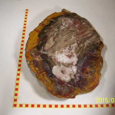 Fossilized Plant