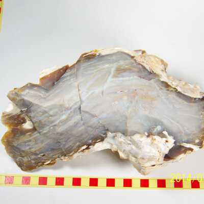 Fossilized Plant