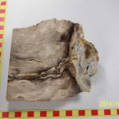 Fossilized Plant