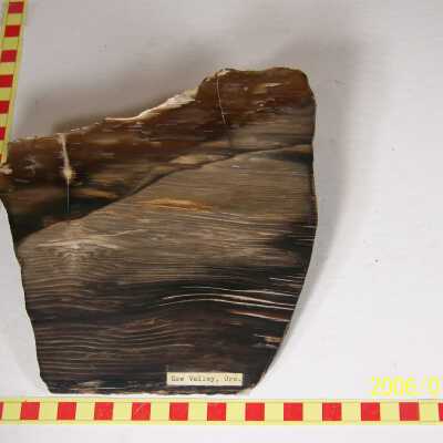 Fossilized Plant