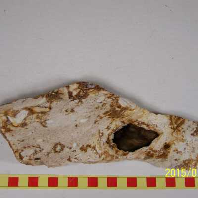Fossilized Plant