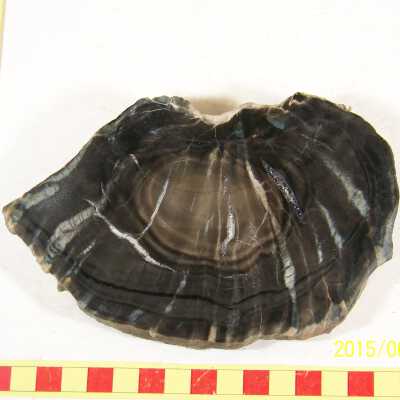 Fossilized Plant