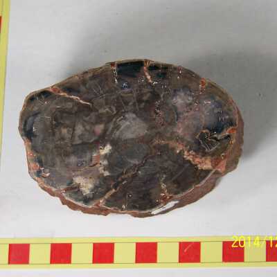 Fossilized Plant