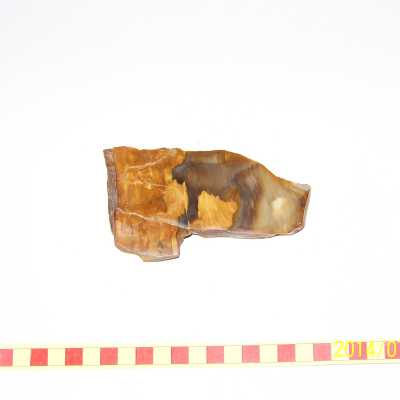 Fossilized Plant