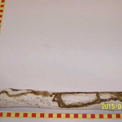 Fossilized Plant