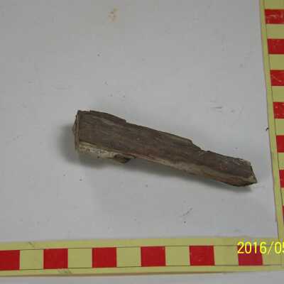 Fossilized Plant