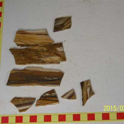 Fossilized Plant
