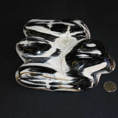 Fossilized Plant