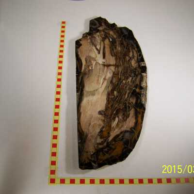 Fossilized Plant