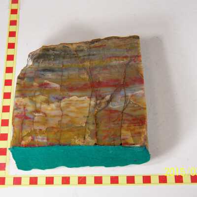 Fossilized Plant