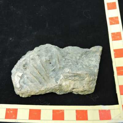 Ammonite