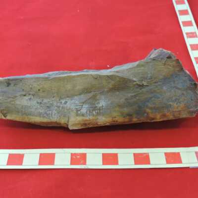 Petrified Wood