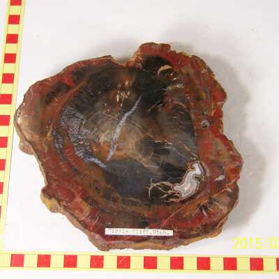 Fossilized Plant