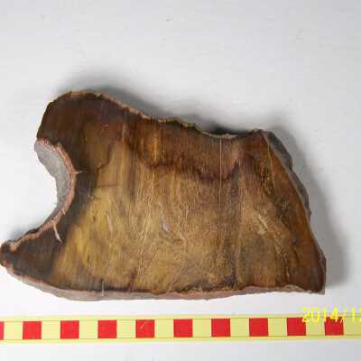 Fossilized Plant